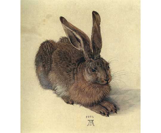 Albrecht Dürer - Mladý Zajíc - Young Hare - reprodukce