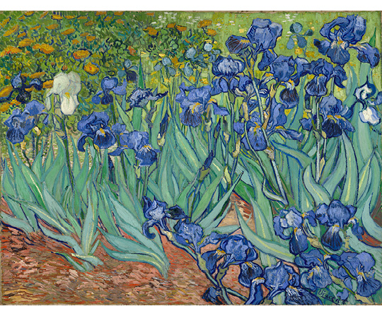 Vincent van Gogh - Iris - Irises - reprodukce